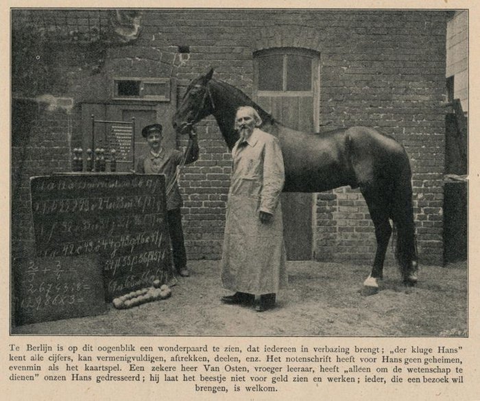 Hans: A genius horse who knows how to read and count 4